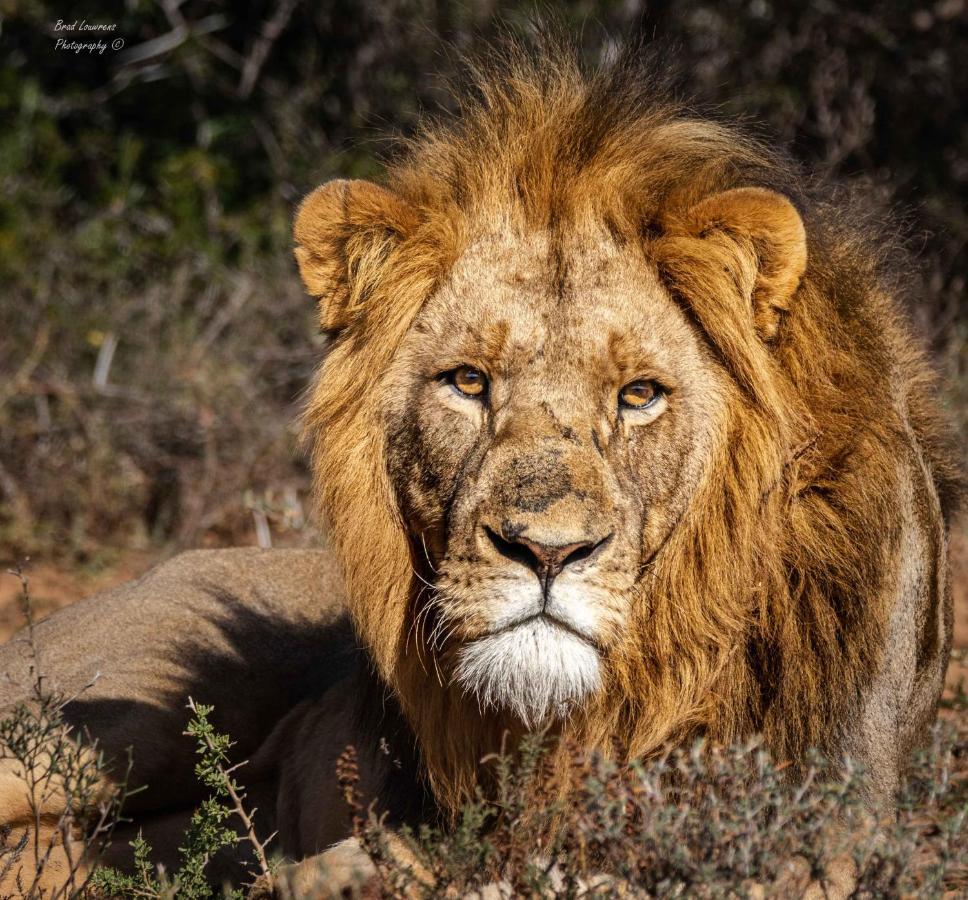 Woodbury Tented Camp - アマカーラ・ゲーム・リザーブ エクステリア 写真